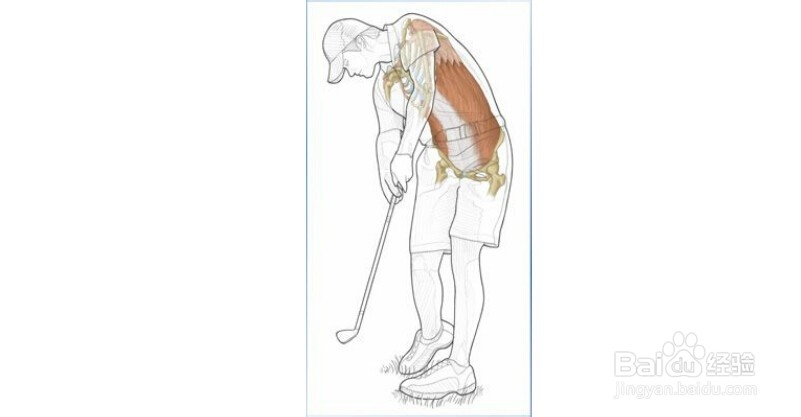 高尔夫球训练：[11]相关肌肉图解11