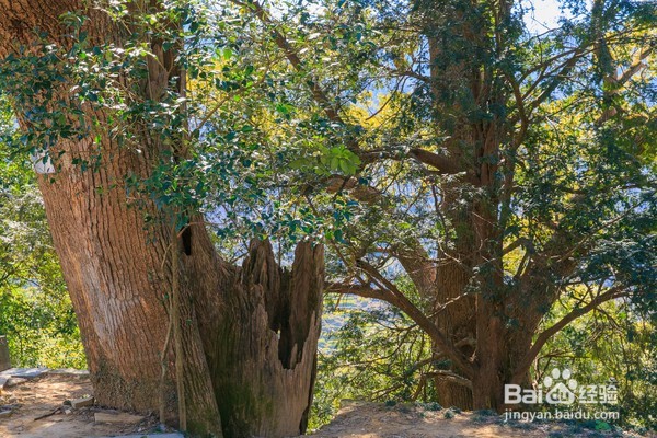 哪里油菜花不好看,为何要去婺源,给你一个答案