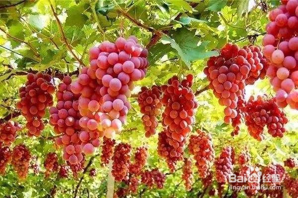 该怎么嫁接葡萄并合理安排嫁接时间呢？