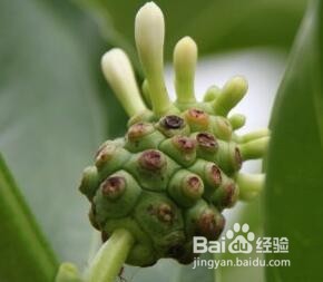 干罗尼果怎么吃