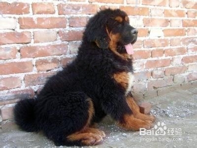 藏獒幼犬怎么补充营养?藏獒喂养注意事项