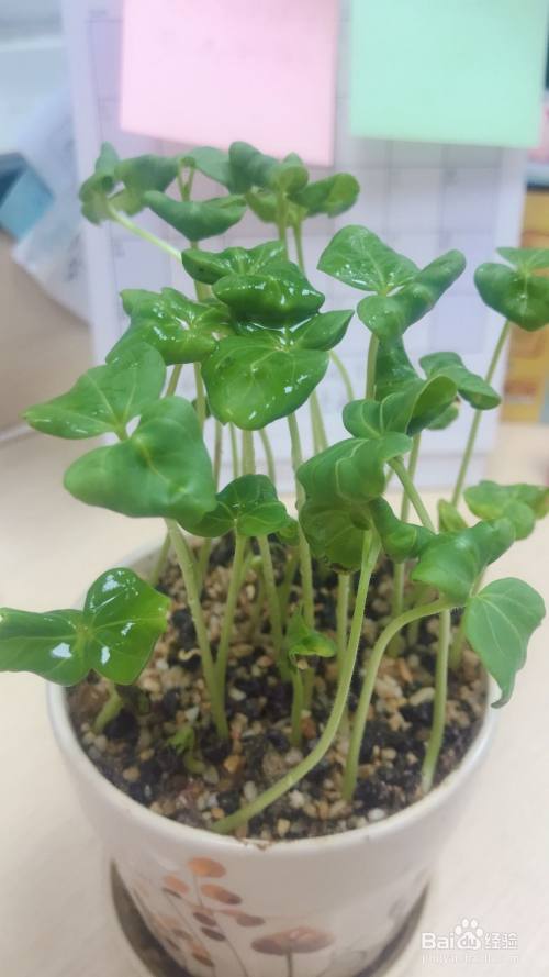 洛神花盆栽怎么种 百度经验