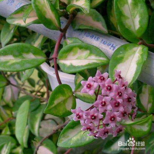 在家中如何养殖斑叶球兰?