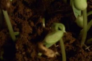 发芽率怎么算？