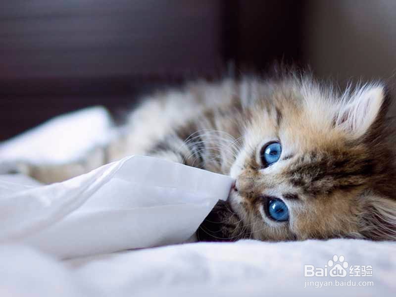 怎么让猫不爬到床上