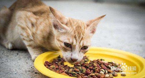 猫咪胃口不好怎么办?