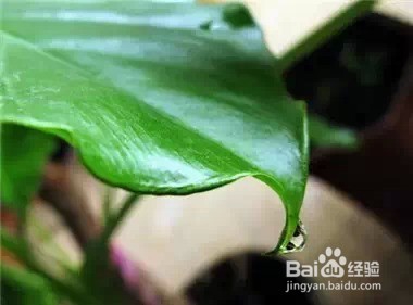 家里常养这些植物 身体会越来越棒