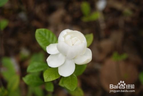 栀子花叶子上长虫了怎么办呢？