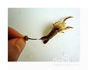 五香炒虾尾的做法大全