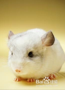 龙猫为什么是老鼠的样子