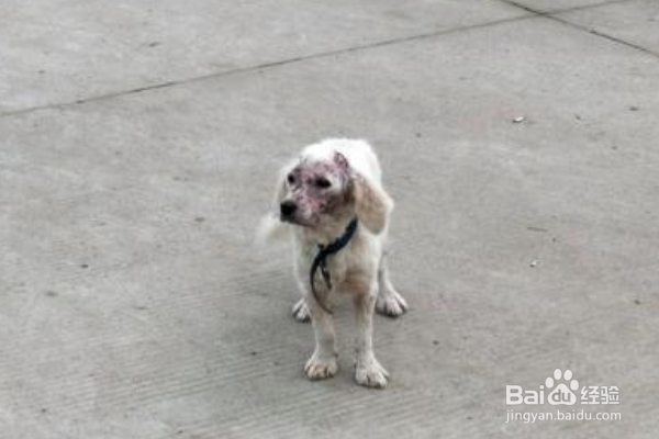 狗狗不想养了怎么处理