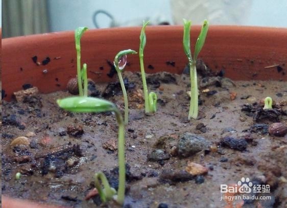 怎样种香菜比较好