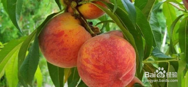 立秋后，尽量少吃的水果