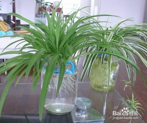 适合办公室的小植物