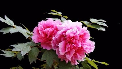 如何使地栽牡丹花大色艳?