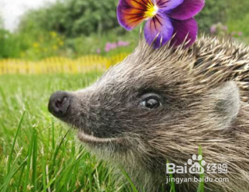 刺猬身上的果子怎么取下来