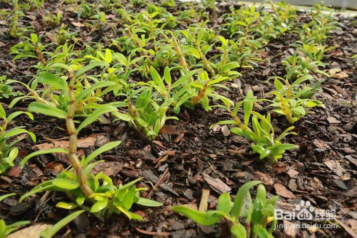 选择铁皮石斛种植基质的要求