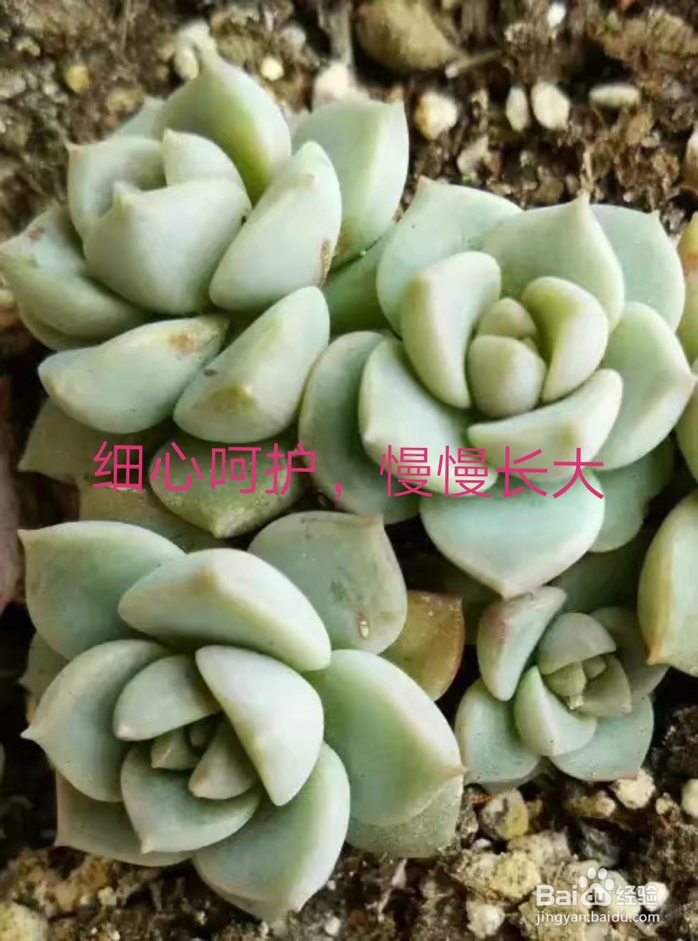 冬天多肉叶片扦插方法