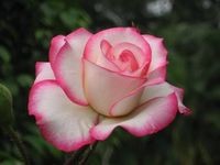 月季休眠期如何修剪?