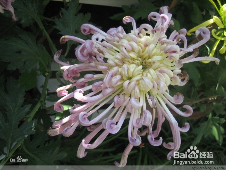 十一月有什么花