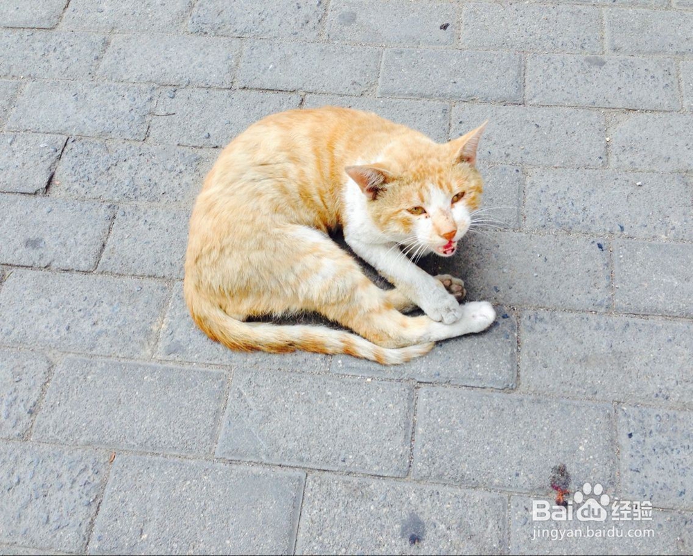 夏季养猫应该注意什么问题？