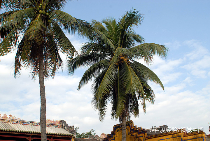 椰皇的营养价值与功效