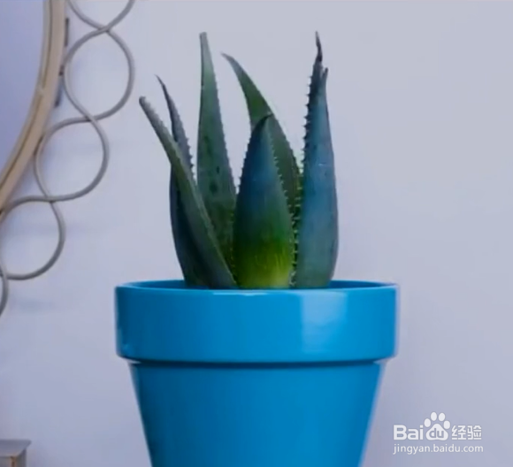 种植植物的小妙招