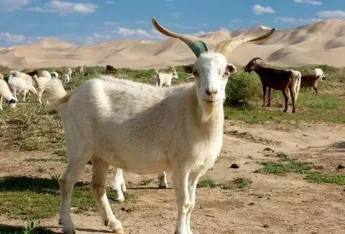 洋气又骚气歇后语前一句是什么