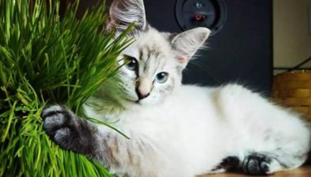 猫草多久吃一次