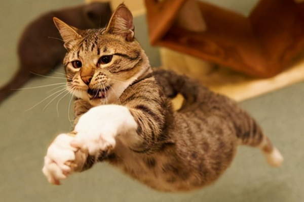 小猫跳来跳去像发疯了怎么回事