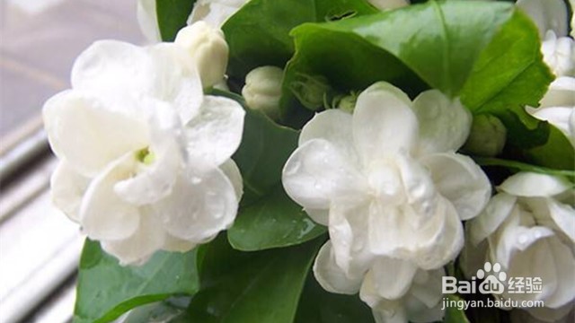 茉莉花的养殖方法及注意事项