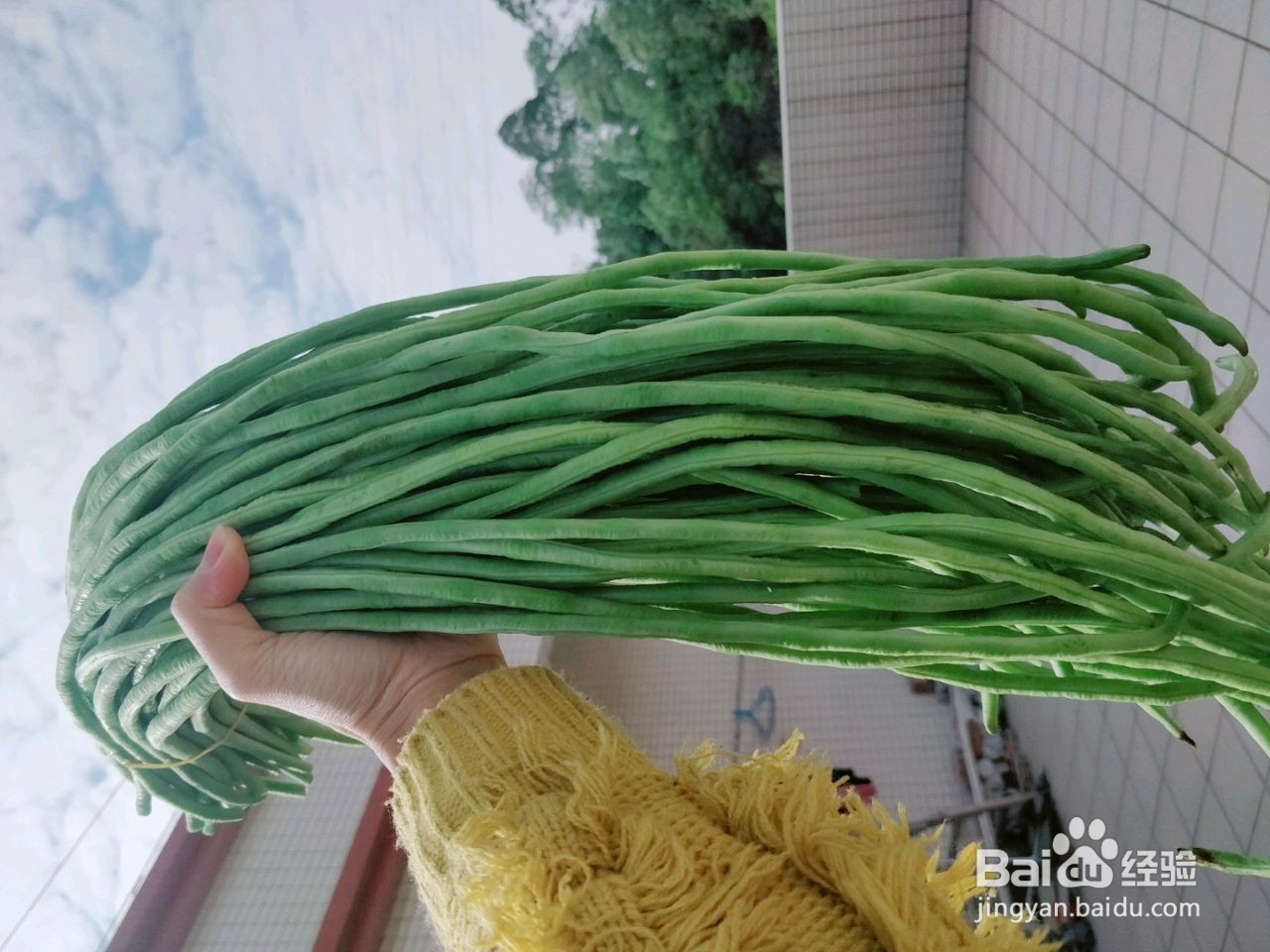 自制酸豆角的做法