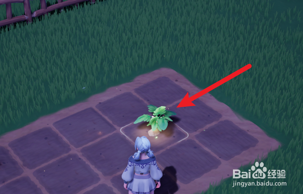 Palia帕里亚怎么种植植物种子