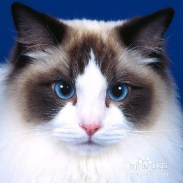 猫叫春，如何用按摩来帮它缓解