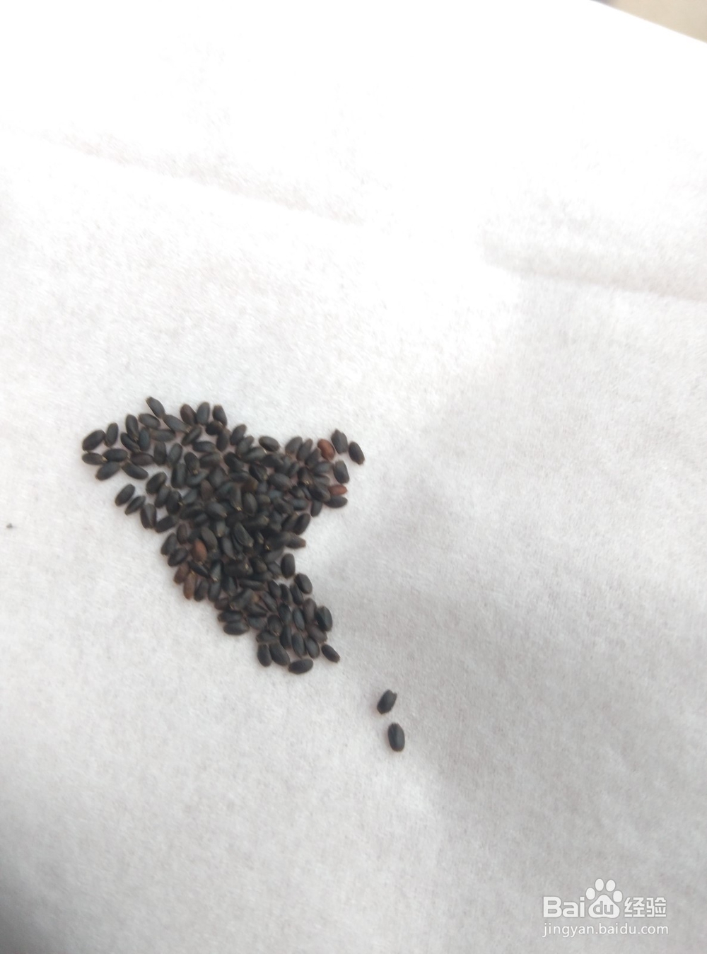 兰香子的种植妙用