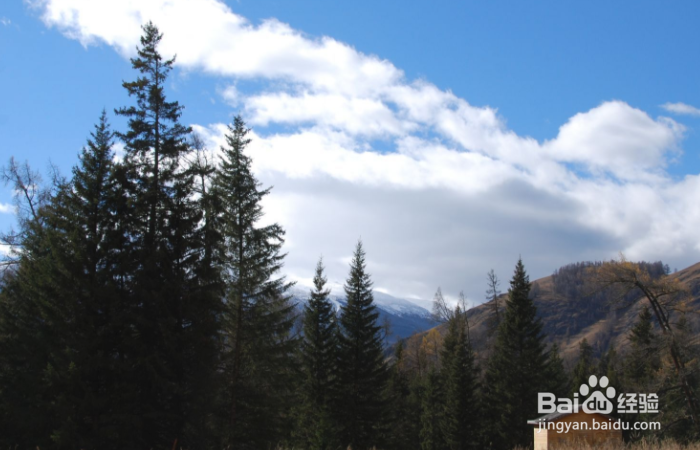 新疆喀纳斯图瓦村怎么玩?