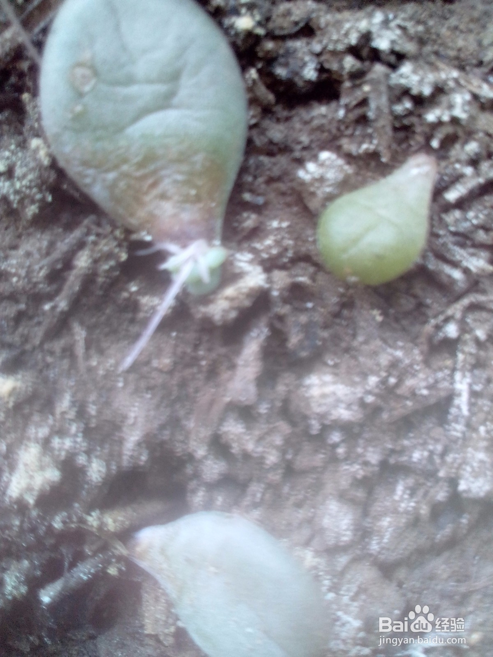 多肉黑腐第二篇,叶插方法