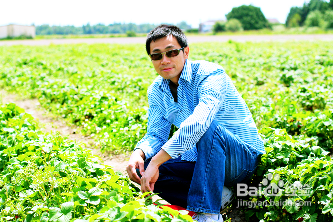 温哥华田园风情草莓采摘(组图)