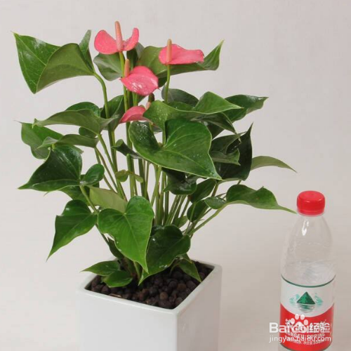 粉掌叶子发黄应该怎么办?