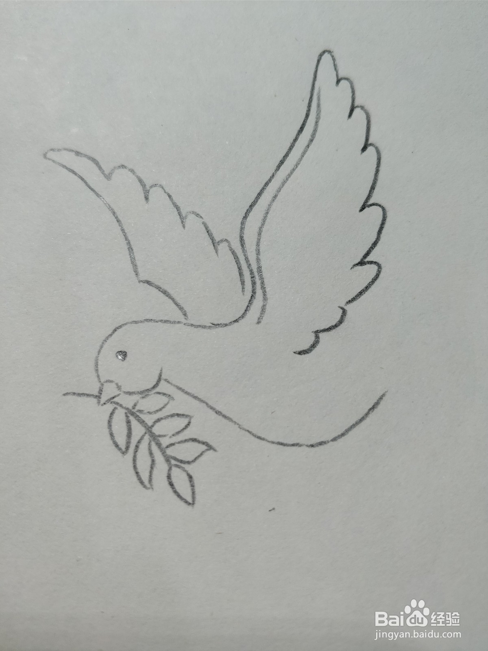 怎么简笔画画和平鸽