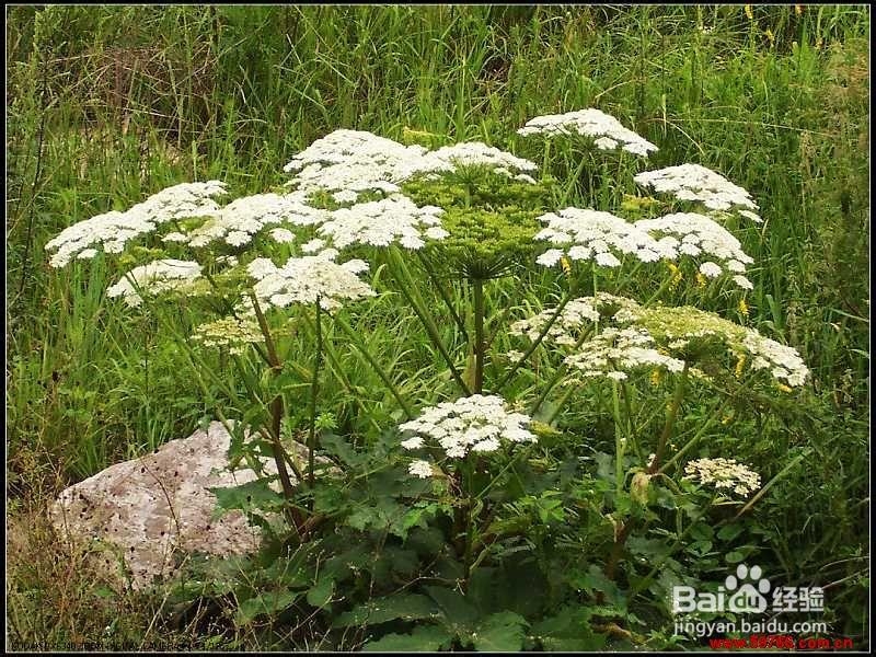 如何美白皮肤小窍门五个中草药让肌肤润泽光滑
