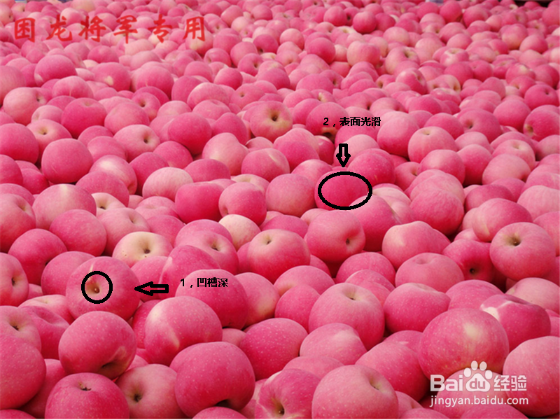 教你怎么挑选好苹果