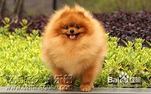 博美犬价格博美犬多少钱 百度经验 博美犬价格博美犬多少钱 百度经验