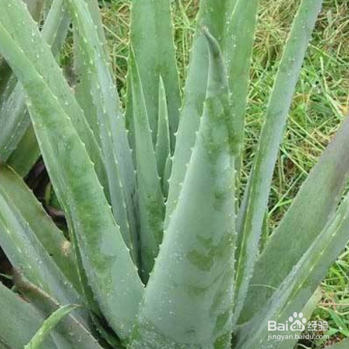 怎样解决芦荟黄叶的问题?