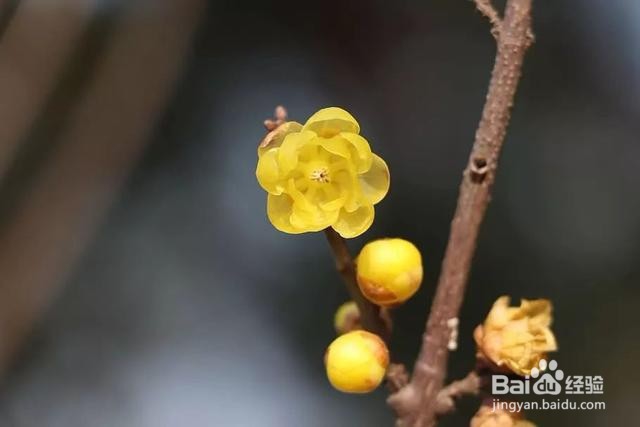 腊梅花苞掉落怎么解救