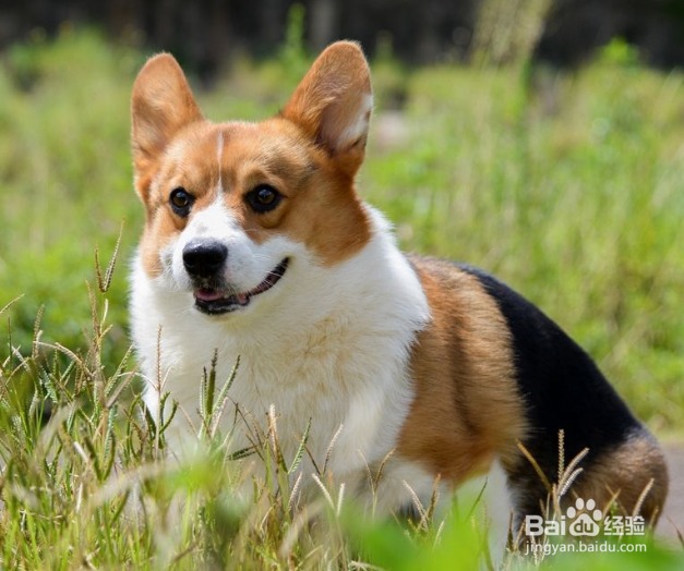 饲养宠物的注意事项以及如何照顾你的宠物