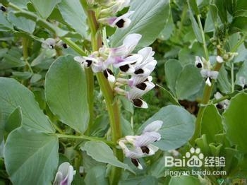 高血压患者应该注意哪些饮食习惯