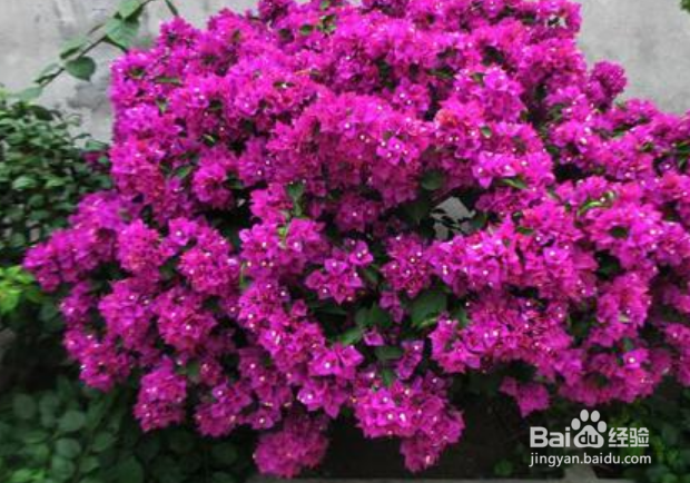 三角梅的寿命是多少年？