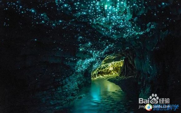 盘点自然界中的十大发光生物