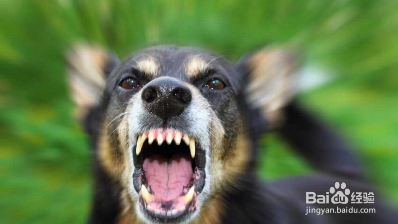 被狗狗咬伤怎么处理才能预防罹患狂犬病